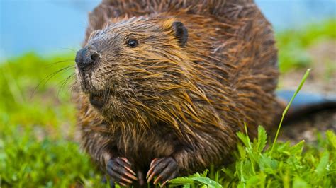 Escaped beaver fells river trees search underway in UK; paging. . Naked beaver pics